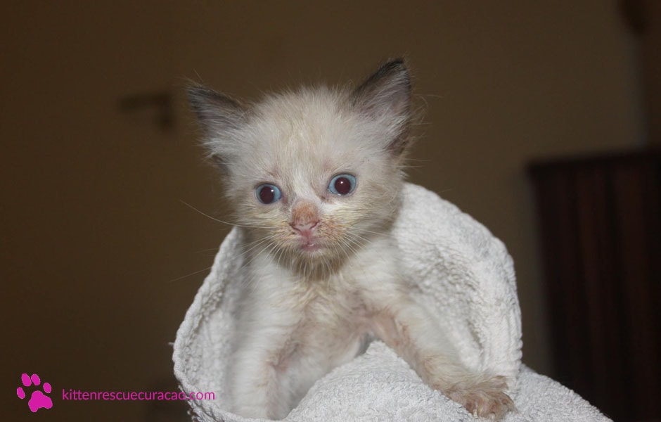 Kitten gevonden curacao | Wat moet ik doen? | Kitten Rescue Curacao