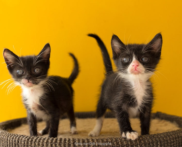 Fantasie hoe vaak eeuwig Kitten Rescue Curacao | Het opvangadres voor kittens | Steun ons werk!
