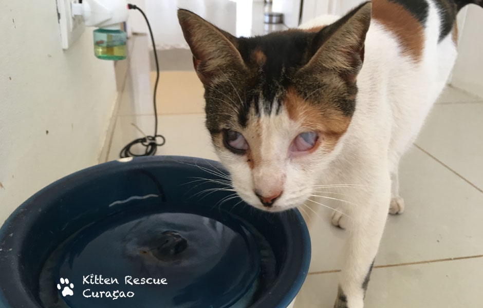 Virtual Adopt Trinity